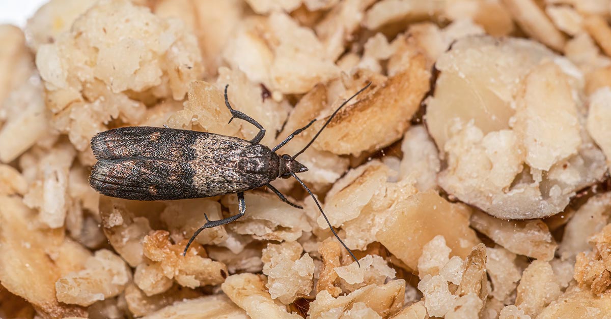 пищевая моль