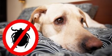 питомцы и клещи