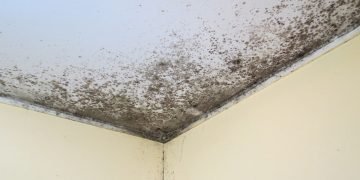 плесень на стенах