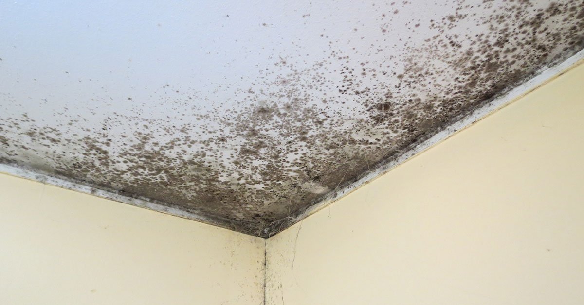 плесень на стенах