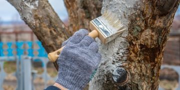 Побелка деревьев осенью