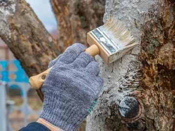 Побелка деревьев осенью