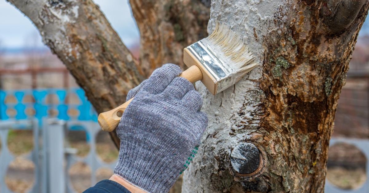 Побелка деревьев осенью