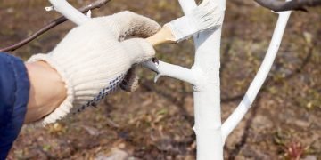 Побелка для деревьев