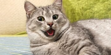 почему кот начинает бегать