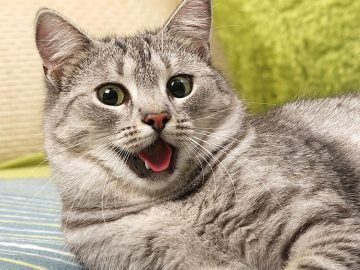 почему кот начинает бегать