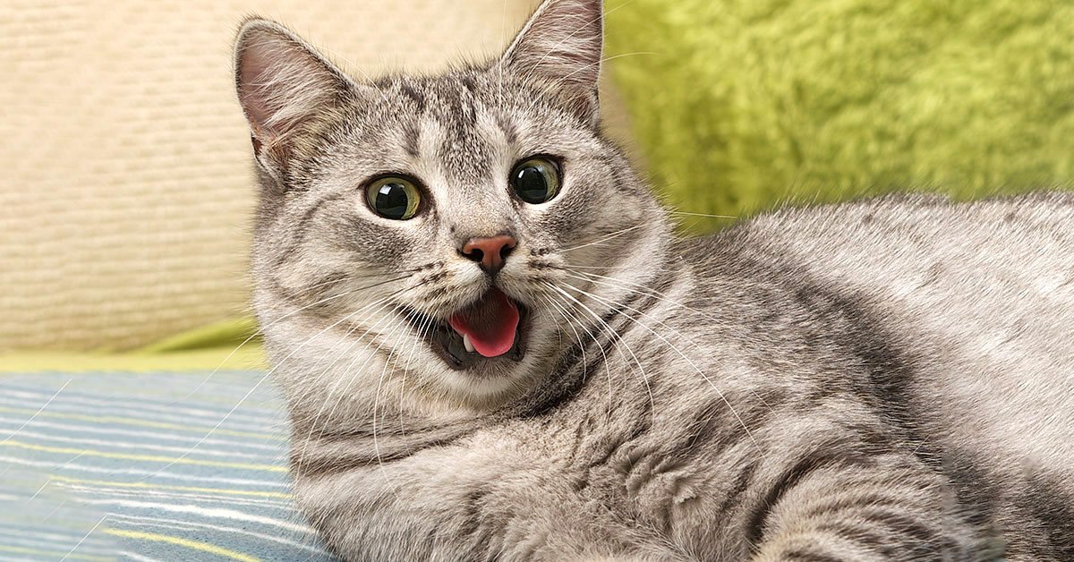 почему кот начинает бегать