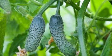 Почему огурцы горькие в открытом грунте