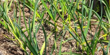 Почему желтеет чеснок на грядке