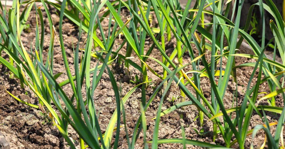 Почему желтеет чеснок на грядке