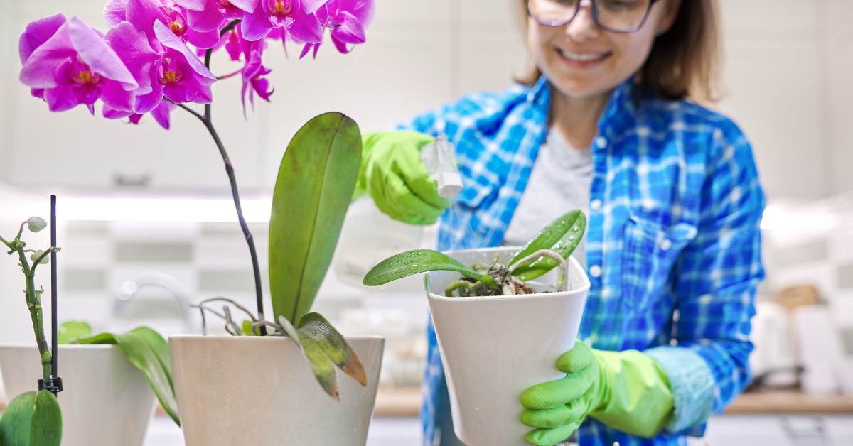 Почему желтеют листья у орхидеи