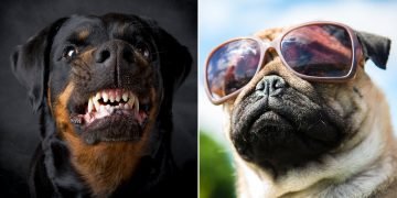 Подходящая порода собак