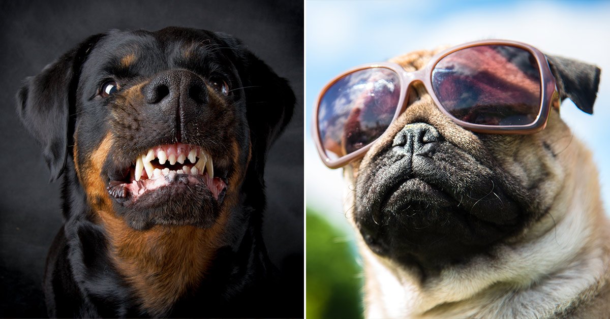 Подходящая порода собак