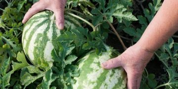 подкормка для арбузов