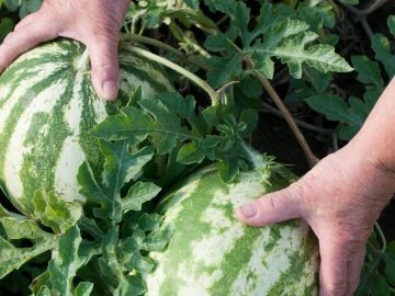 подкормка для арбузов