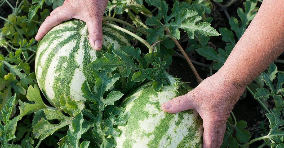 подкормка для арбузов