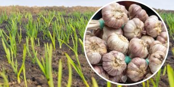 подкормка для чеснока