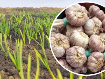 подкормка для чеснока