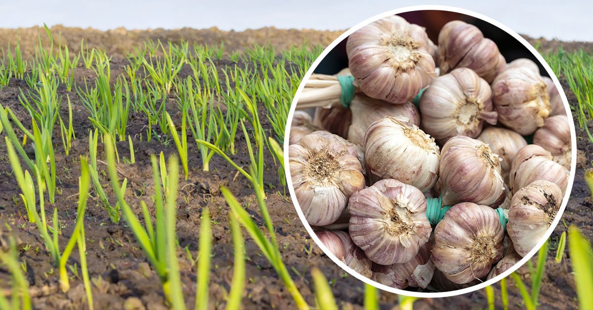 подкормка для чеснока