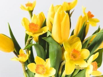 подкормка для цветов