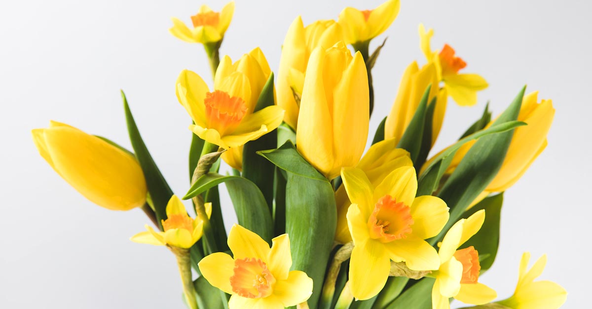 подкормка для цветов