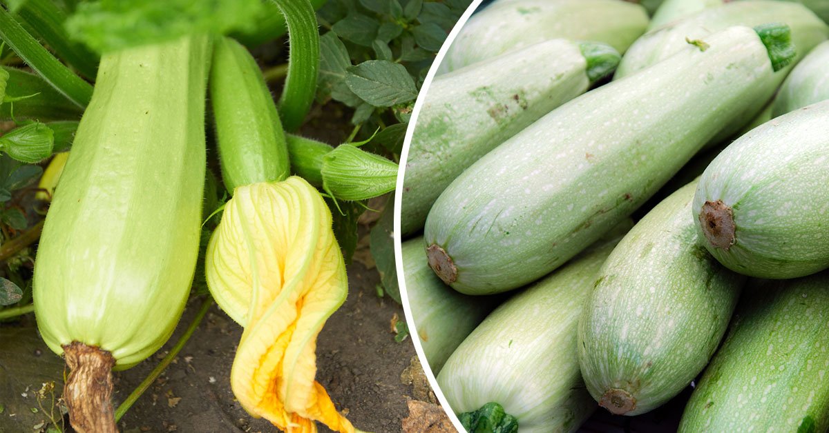 подкормка для кабачков