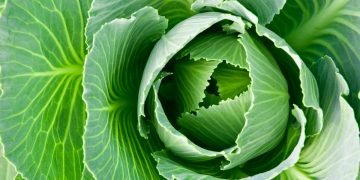 подкормка для капусты