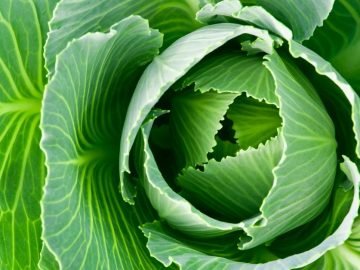 подкормка для капусты
