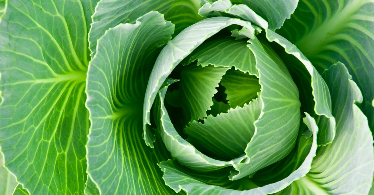 подкормка для капусты