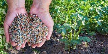 подкормка для картошки