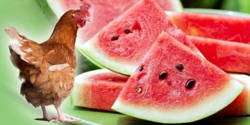 подкормка для кур