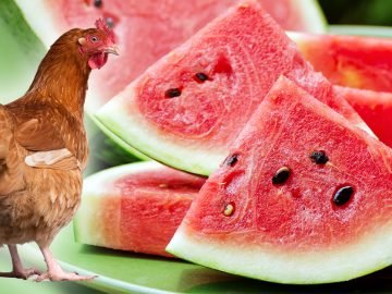 подкормка для кур