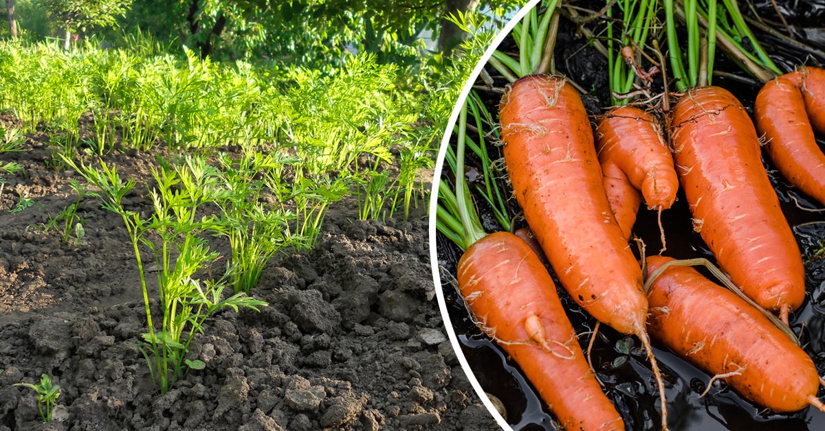 подкормка для моркови