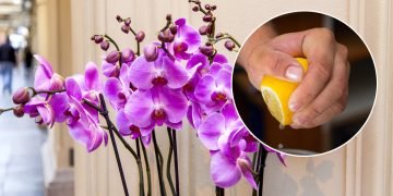Подкормка для орхидей