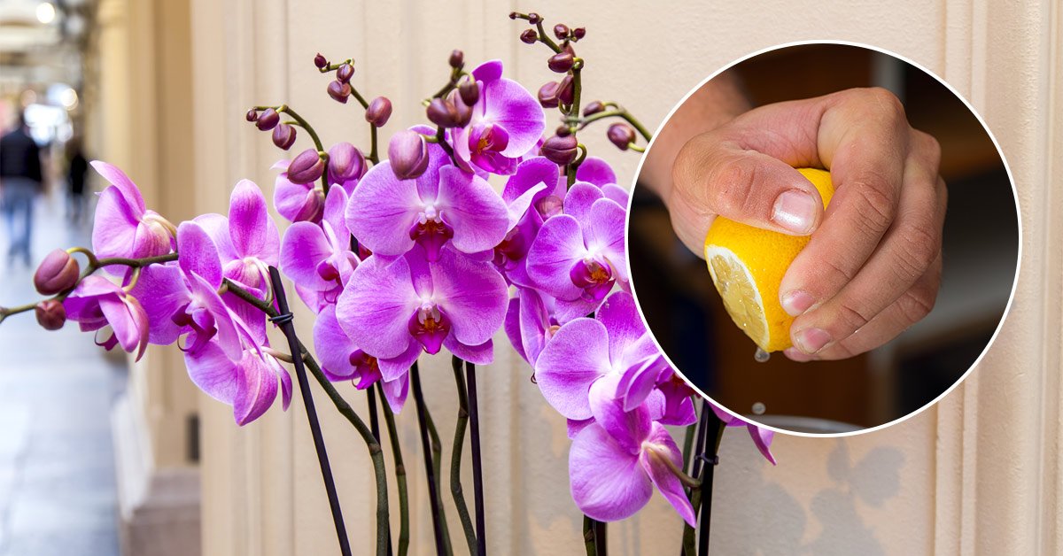 Подкормка для орхидей