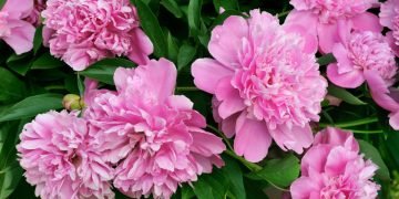 подкормка для пионов