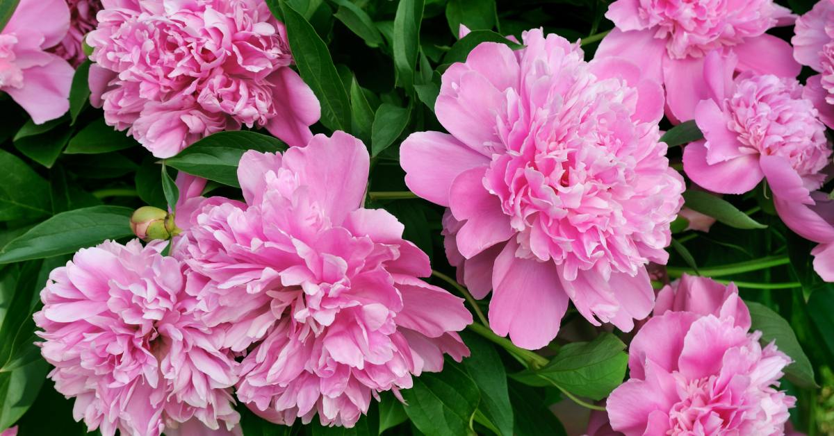 подкормка для пионов