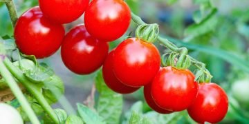 подкормка для помидоров