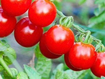 подкормка для помидоров