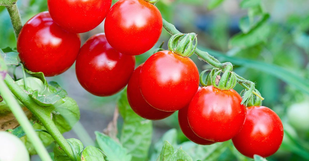 подкормка для помидоров