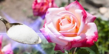 подкормка для роз