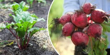 подкормка для свеклы