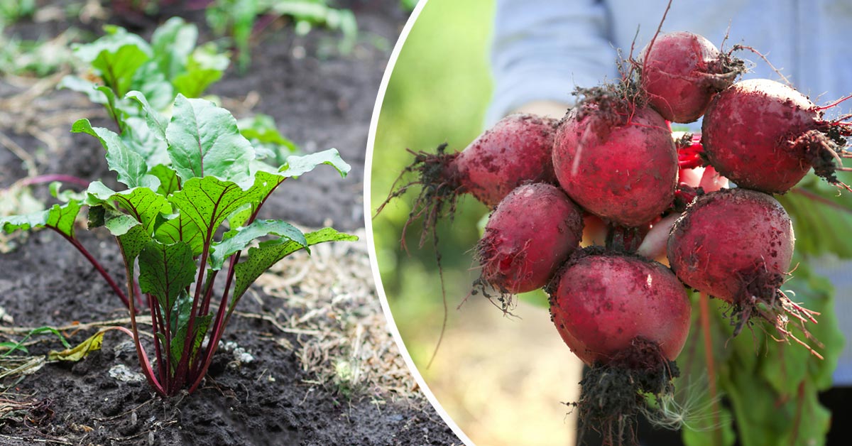 подкормка для свеклы