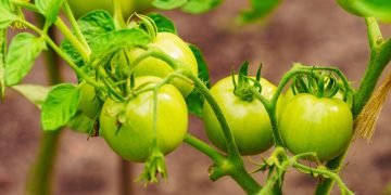 подкормка для томатов