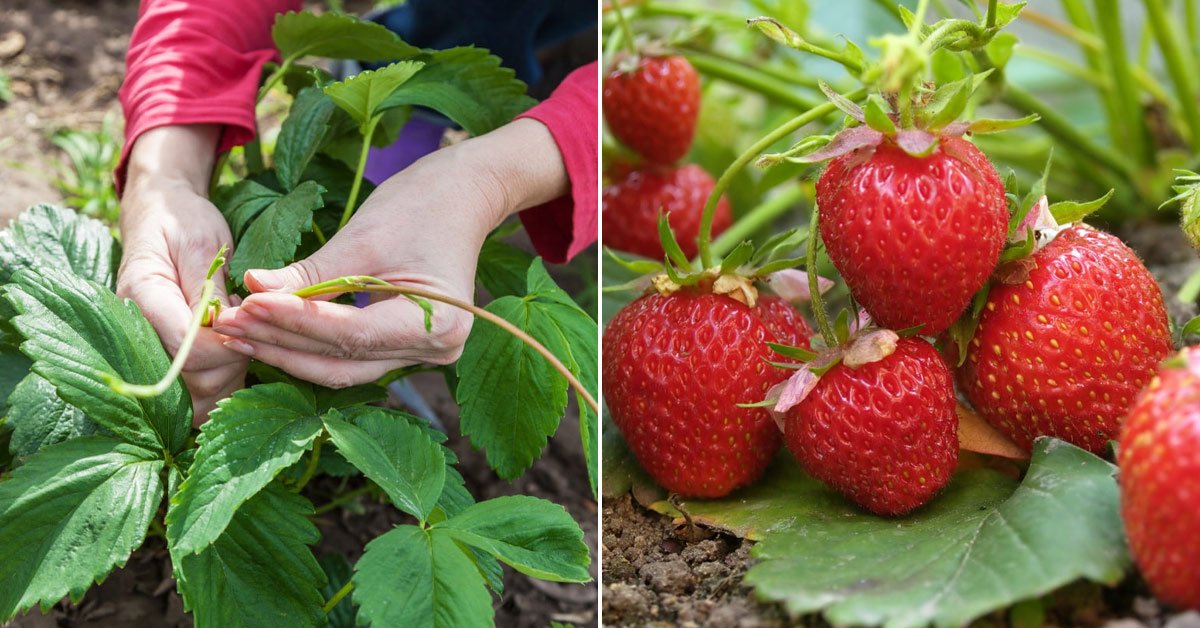 Подкормка клубники для большого урожая