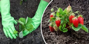 подкормка клубники после зимы