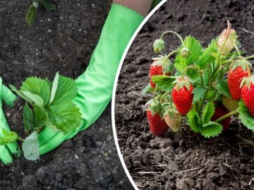 подкормка клубники после зимы