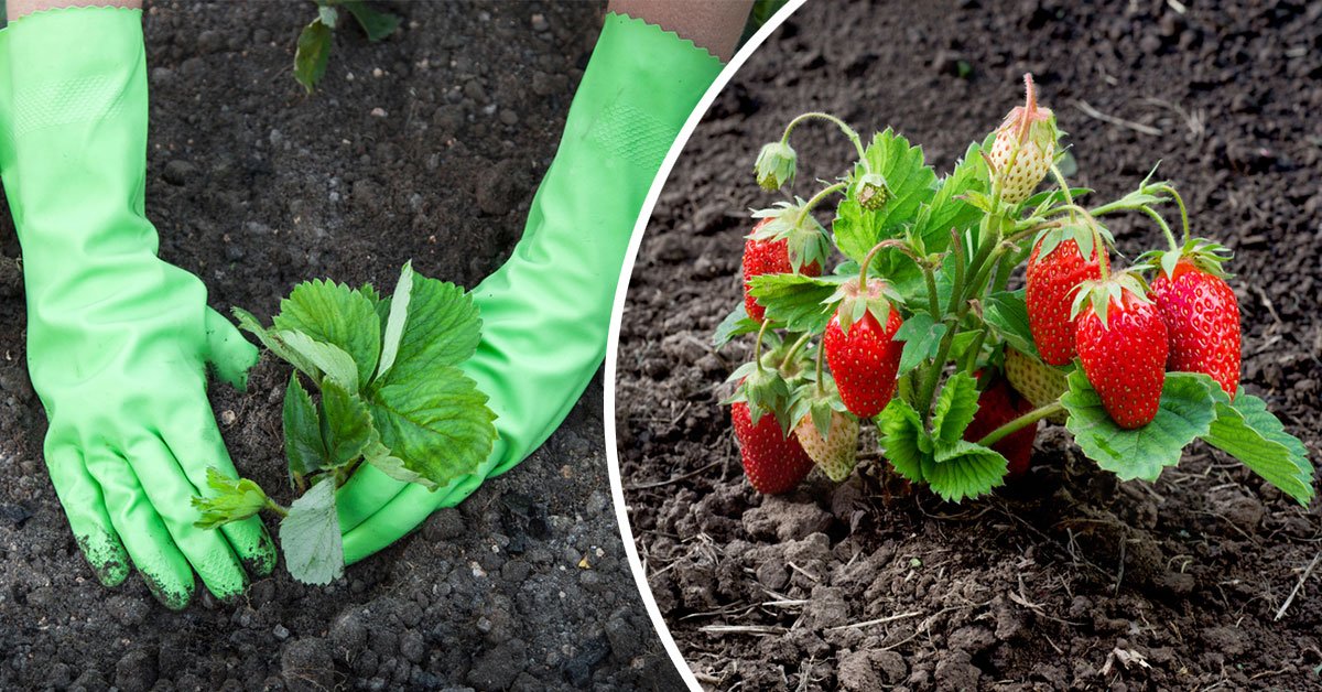 подкормка клубники после зимы