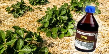 Подкормка клубники йодом