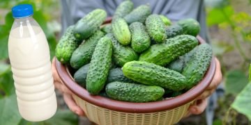 Подкормка огурцов молоком